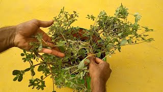 How to Grow Big Purslane Plant using Small Purslane weed  how to propagate Purslane Plant easy12 [upl. by Burrus]