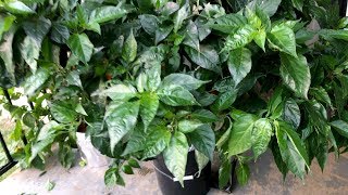 Helios Habanero plant  Low pressure aeroponic system update  082517 [upl. by Novyad723]