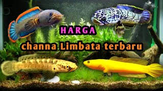 Ikan channa limbata   Harga terbaru 2022 biyasa Sampai limbata super langka [upl. by Learrsi]