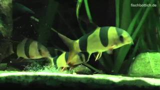 HD My six Clown loaches  Prachtschmerlen 44 [upl. by Zacherie]