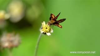 Garden bugs at 20x slow motion RX10 Mark IV [upl. by Aroved]