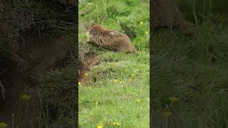 Marmotas nature vidasalvaje animals documental marmotas [upl. by Phiona]