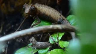 Brookesia stumpffi male and hatchling [upl. by Sebbie]