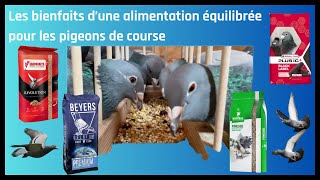 Les bienfaits d’une alimentation équilibrée pour les pigeons de course [upl. by Purse404]