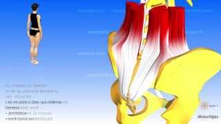 Les muscles postérieurs du tronc [upl. by Ferneau860]