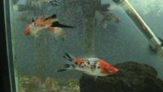 SANSHOKU SWORDTAILS better video at Tyne Valley Aquatics near Newcastle [upl. by Aleydis]