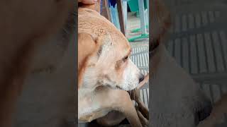 caramela tá se escondendo de negão 😂🤣cachorro pets dogs [upl. by Poyssick23]