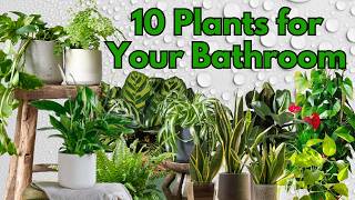 The Best 10 Bathroom Plants You Should Try [upl. by Lucrece]