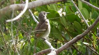 Brown Honeyeater Hervey Bay Qld [upl. by Narok259]