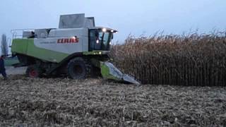 Battage maïs grain belgique 2012  Class lexion 570 [upl. by Atirabrab877]