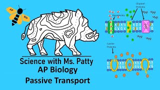 Passive Transport Across a Plasma Membrane [upl. by Hgeilyak]