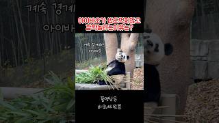 결국 아빠한테 SOS🚨 shortvideo shortsvideo shorts short [upl. by Beore]