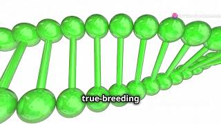 molecular basis of inheritance  genetics  12th boards science genetics [upl. by Novart]