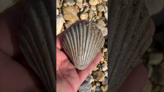 Large FOSSIL SHELL Bivalve found fossilhunting North TEXAS creek  2024 fossildiscovery fossils [upl. by Notnel676]