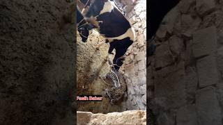 Cow playing with leopard wildlife nature animals viral shorts [upl. by Suhail]