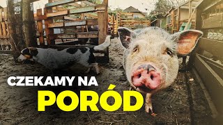 🐖 CORAZ BLIŻEJ PORODU JURKA 🐖 tuning paśnika i prace nad płotem 🔨 MOJE MINI ZOO  odc 311 [upl. by Haldes155]