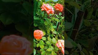 Enveettu thottathu pookkal  rose roseplantgrowingtips monsoon homegarden plantcare gardening [upl. by Reinaldos786]