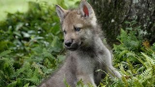 Cute Baby Wolf Pups Go Outside For the First Time [upl. by Aihsital]