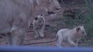 Pride of 8 Lions with cubs walk right next to vehicle on safari in South Africa [upl. by Yonatan]