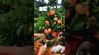 Apple fruit garden shortvideo shotrs fruit 🍎🍎🍎 [upl. by Enirahtak]