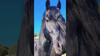 Friesian horse [upl. by Ltney904]