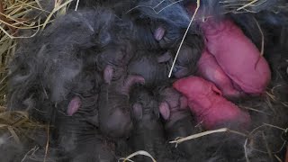 She had How Many farmliving homesteading babybunny rabbitry rabbitfarming rabbit rabbits [upl. by Gillespie]