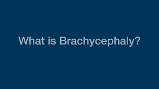 What Is Brachycephaly [upl. by Charmine]