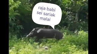 BURUAN SEI SARIAK MALAI MEMANG OKE  RAJA BABI PERUSAK TANAMAN DI TEMUKAN PEMBURU [upl. by Hildagarde]