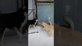 Хаски 🤦🤦🤦😂 хаски сургут86 dog [upl. by Enert]