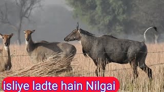 Why the Nilgai so excited everytime [upl. by Areehs]