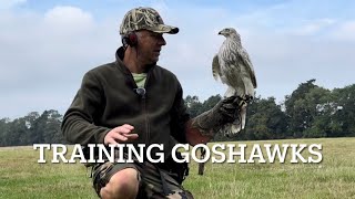 White goshawk creance training a snippet from the full movie … [upl. by Oilicec707]