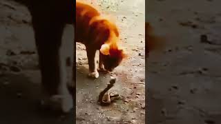 Orange cat vs cobra snake catsfighting shortvideo [upl. by Papageno92]