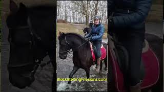 Klaas Friesian Horses for sale httpswwwblacksterlingfriesianscom questions 4152722112 [upl. by Jens]