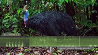 Cassowary Sound amp Calls  The deep growls amp rumbles of a Southern Cassowary [upl. by Hengel]