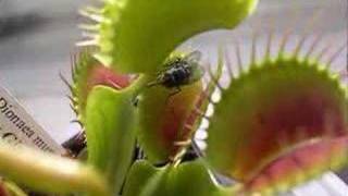 Venus Flytrap in Action [upl. by Anasiul]