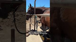 Essential Hoof Soaking Tips for Healthy Horses in Desert Environments  Tenerife Horse Rescue [upl. by Birchard126]