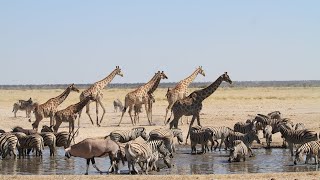 Ngorongoro National Park Tanzania 4K African Wildlife [upl. by Nevarc]