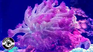 Epic Glitter Goniopora Coral  Glitter Goni  Reef Tank  Octopus 8 Aquatics [upl. by Dexter]