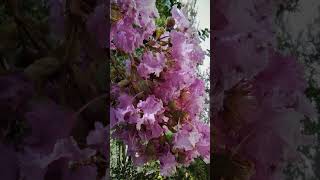 Lagerstroemia indica plant [upl. by Power]