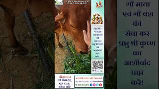 Gau Dham Halduchaur में गौ सेवा में भक्तजन 🙏🙏🙏 gaudhamhalduchaur [upl. by Willner122]