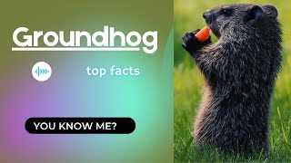 Groundhog facts  Chuck facts  Woodshock  Groundpig  Whistlepig  Whistler  Thickwood Badger [upl. by Ramej]