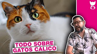 NO TENGAS UN GATO CALICO SIN VER ESTO ANTES 😺 LA GATERÍA TV [upl. by Etteragram]