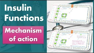 Insulin functions Mechanism of action biochemistry [upl. by Messab]