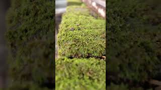 Green moss and grass moss grass green raining sounds [upl. by Nerrawed230]