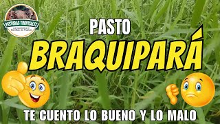 Pasto BRAQUIPARÁ te cuento lo bueno y lo malo ganaderoscolombia ganaderiacolombiana [upl. by Hurless]