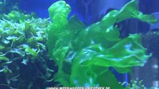 Ulva Fasciata filmed by httpwwwmeerwasservideothekde [upl. by Drolet]