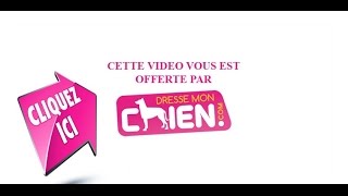 Vidéo chien de la frappe avec la muselière [upl. by Natale]