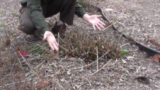 How to Prune Shrubs in Early Spring [upl. by Eesak]