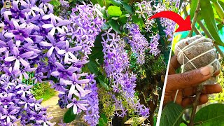 Beautiful Western Blue Bird Vine flower plant Petrea Volubilis Sandpaper Vine Care and Propagation [upl. by Kira]