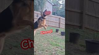 Joe Chomps UFOs 🛸 dog germanshepherd shorts [upl. by Ahsinnek]